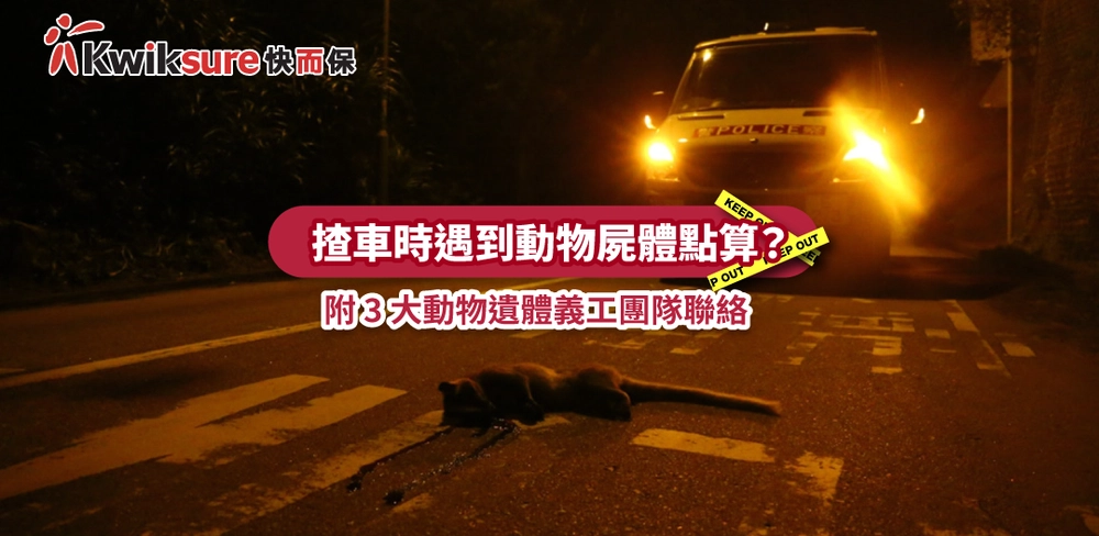 揸車時遇到動物屍體點算?附 3 大動物遺體義工團隊聯絡