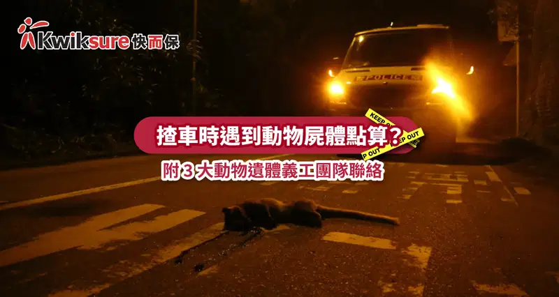 揸車時遇到動物屍體點算?附 3 大動物遺體義工團隊聯絡