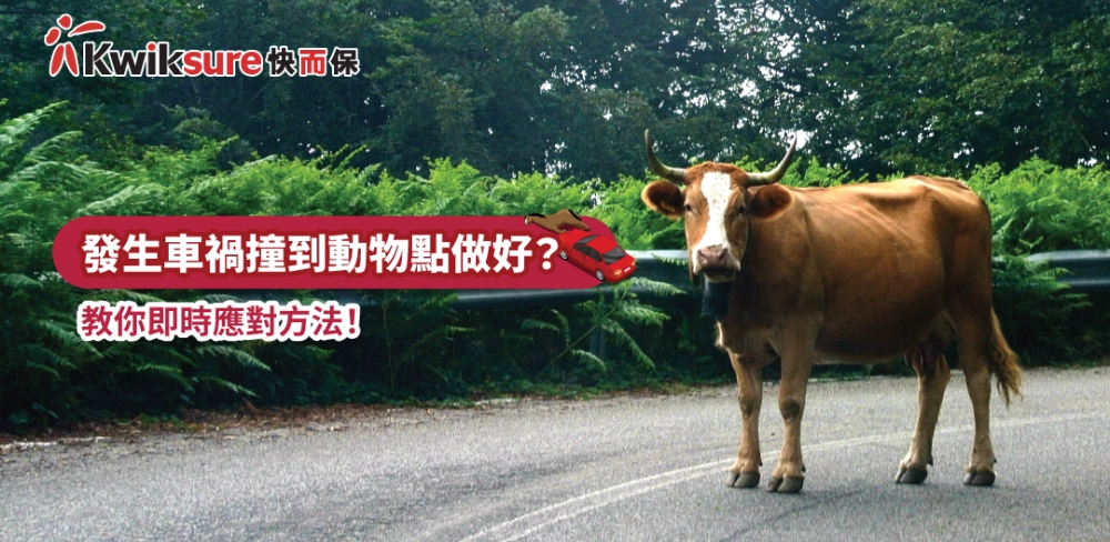 唔小心撞到動物應該點做好