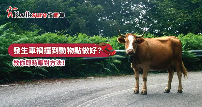 唔小心撞到動物應該點做好