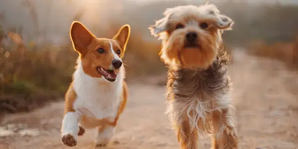Dog Days of Summer