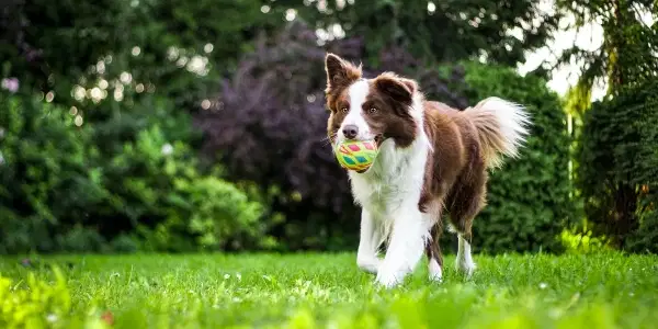 Great ways to exercise with your pet