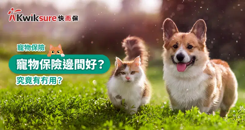 【寵物保險】寵物保險邊間好?究竟有冇用?